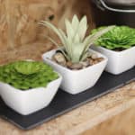 Paper Succulent Trio by Kelly Wayment