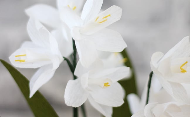 Paperwhites